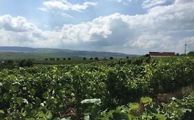 Wineyards Salin Turda